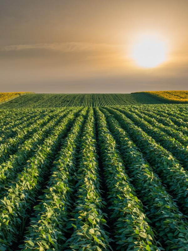 Rural Agriculture